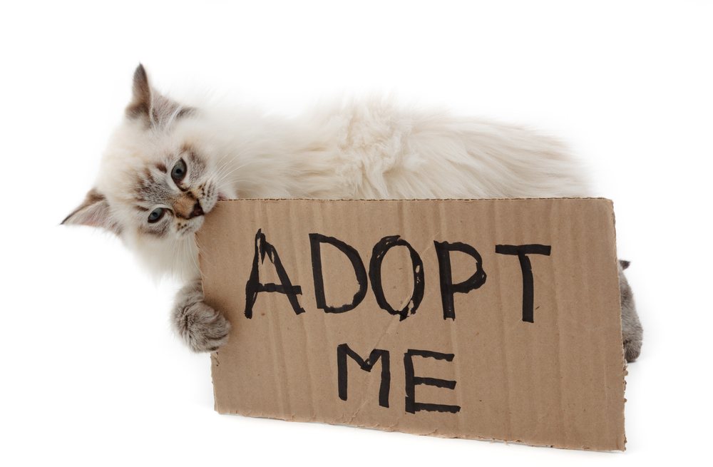 5 Motive sa adopti un suflet