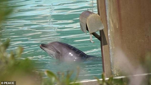 Honey, “cel mai singur delfin din lume”, a murit dupa doi ani petrecuti intr-o mica piscina