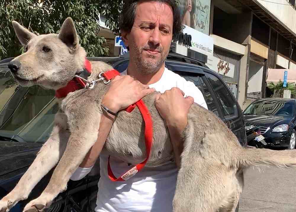 Voluntarii salvatori din Beirut , in cautarea animalelor pierdute dupa explozie