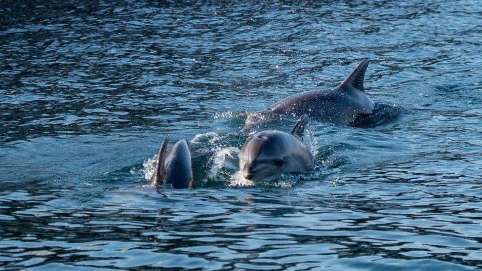 Coronavirus: Animalele salbatice se bucura de libertate intr-o lume linistita